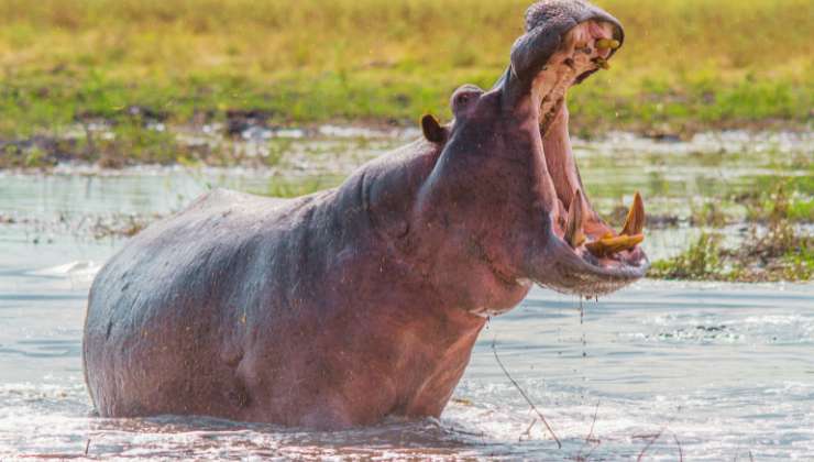 Ingoiato da un ippopotamo, come è finita