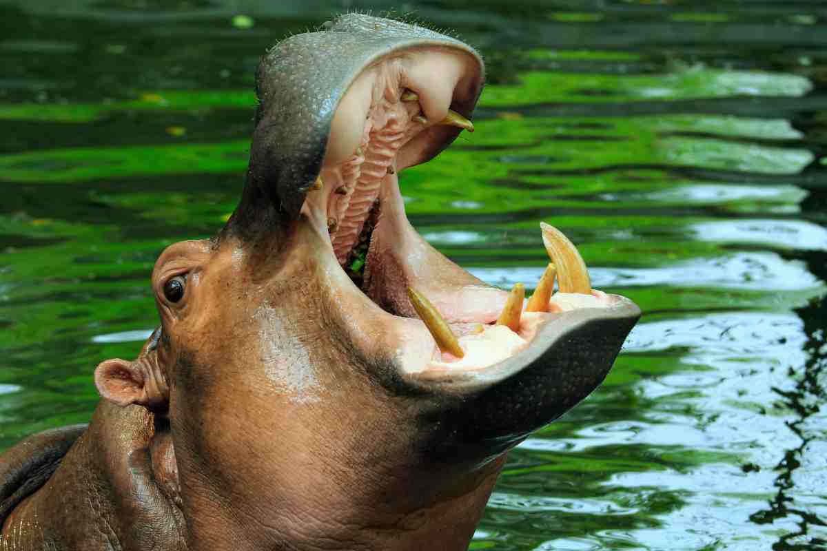 Ippopotamo, cosa è successo a un uomo